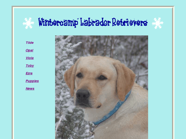 www.wintercamplabradors.com