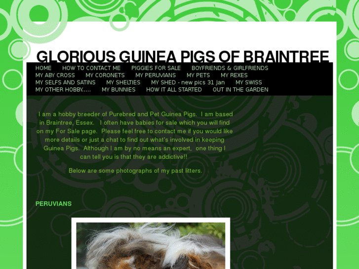 www.gloriousguineapigsofbraintree.com