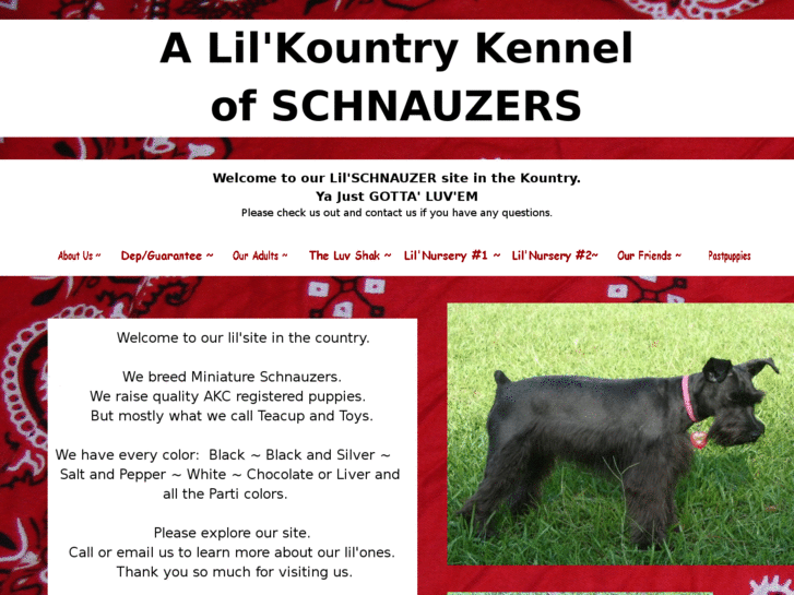 www.alilkountrykennelofschnauzers.com