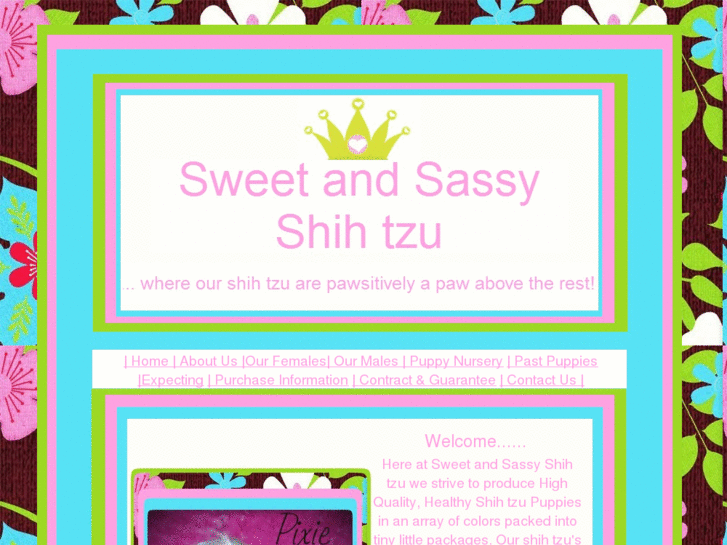 www.sweetandsassyshihtzu.net