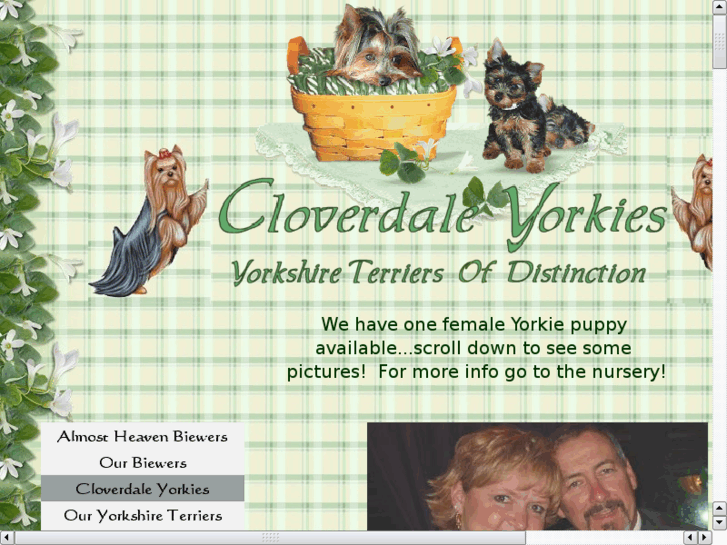 www.cloverdaleyorkies.com