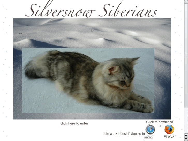 www.silversnowsiberians.com