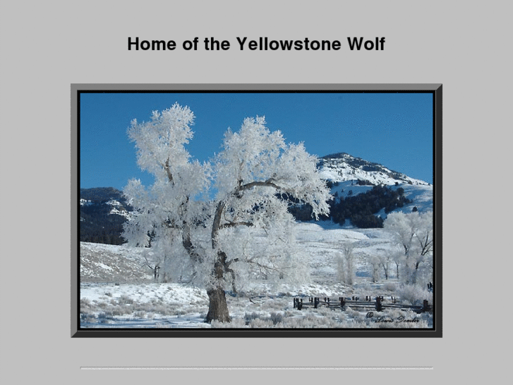 www.yellowstonewolf.com