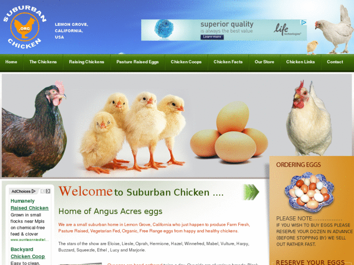 www.suburbanchicken.org