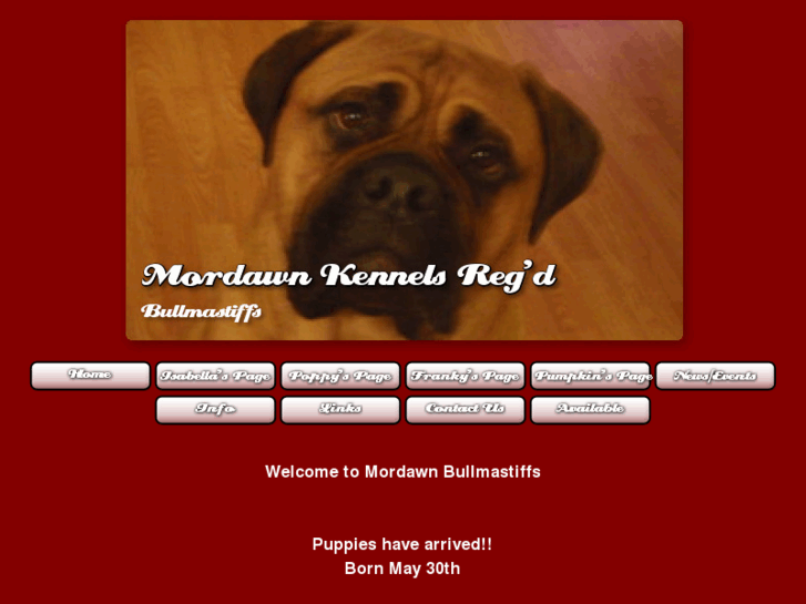 www.mordawnbullmastiffs.com