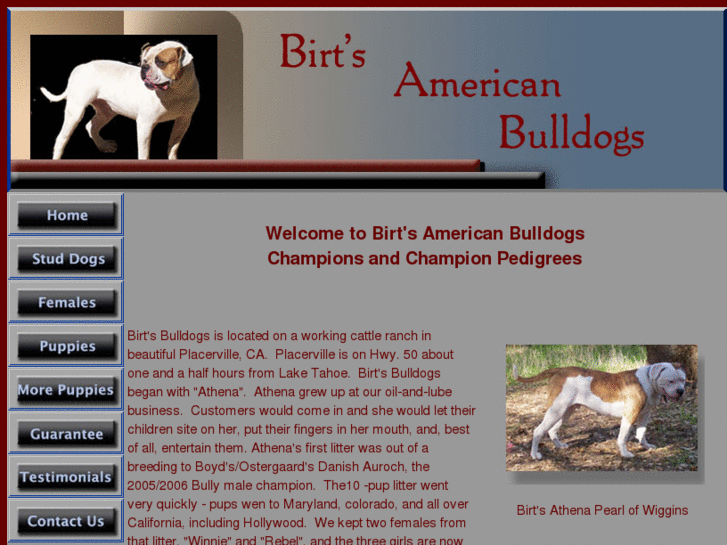 www.birtsamericanbulldogs.com