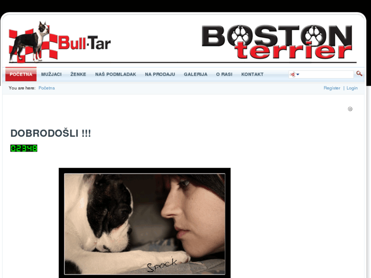 www.bostonterrier-bulltar.com