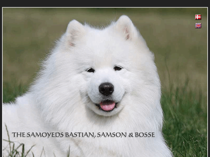 www.samoyeds.dk