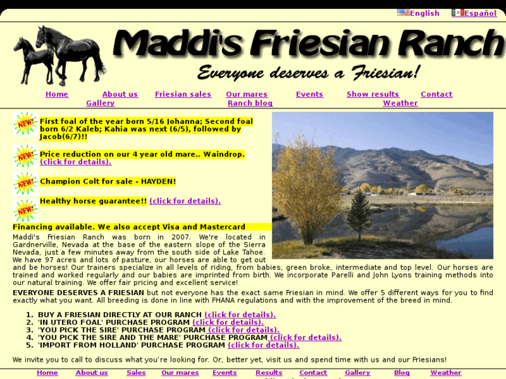 www.maddisfriesianranch.com