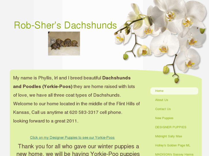 www.rob-shersdachshunds.com