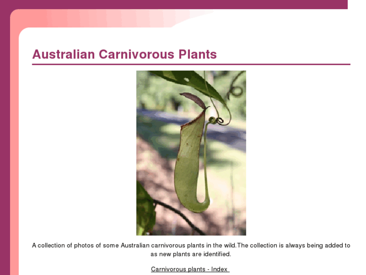 www.australiancarnivorousplants.com