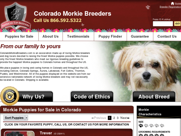 www.coloradomorkiebreeders.com