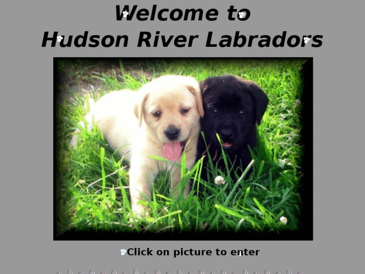 www.hudsonriverlabradors.com