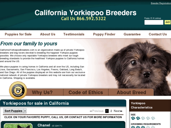 www.californiayorkiepoobreeders.com