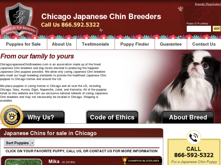 www.chicagojapanesechinbreeders.com