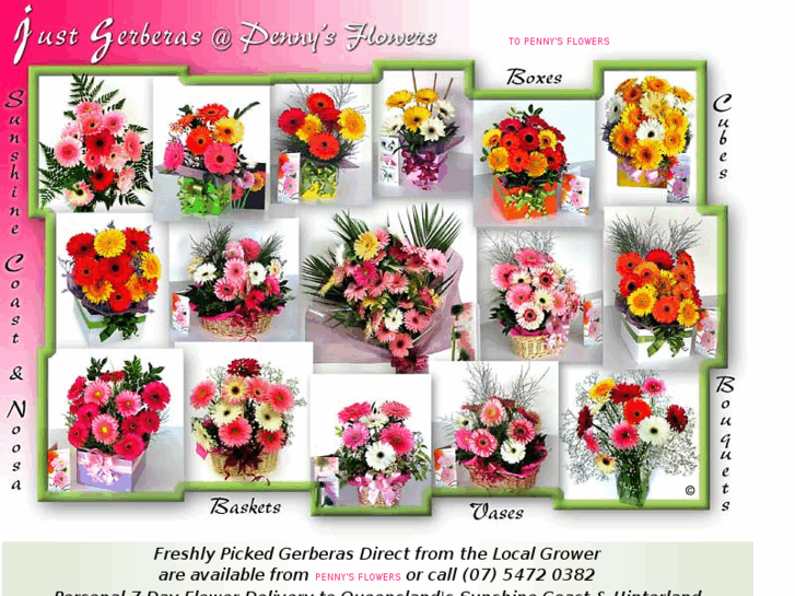 www.justgerberas.com