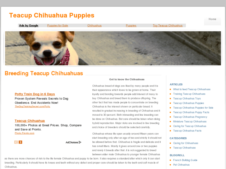 www.teacupchihuahuapuppies.net