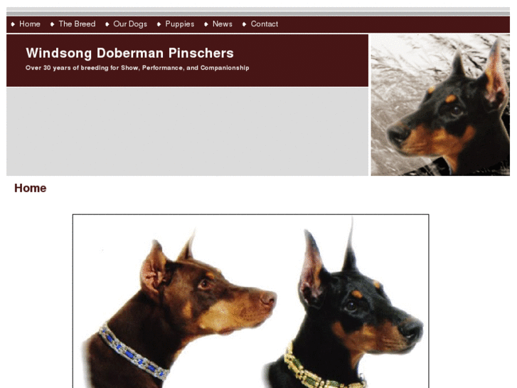 www.windsongdobermanpinschers.com