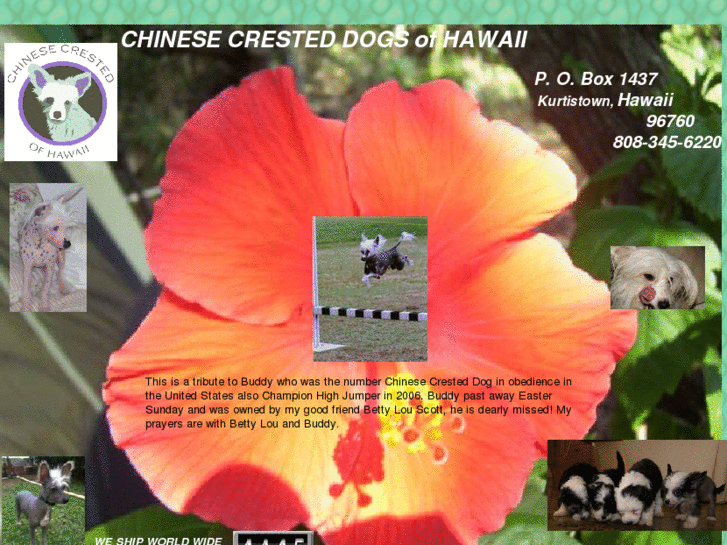 www.chinesecrestedhawaii.com