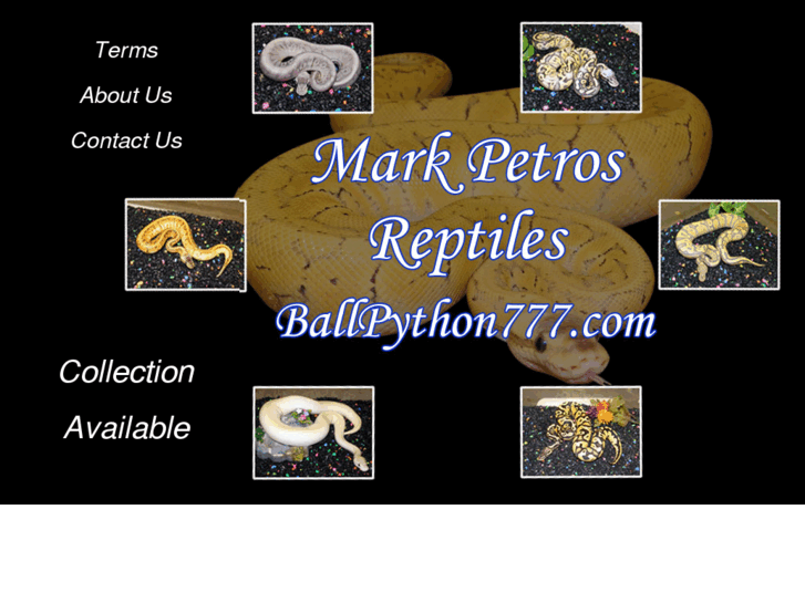 www.ballpython777.com