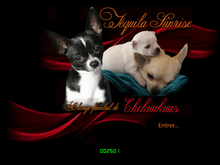 www.chiens-chihuahuas.com