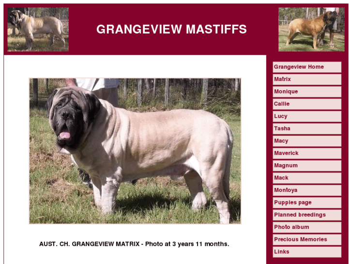 www.grangeviewmastiffs.com