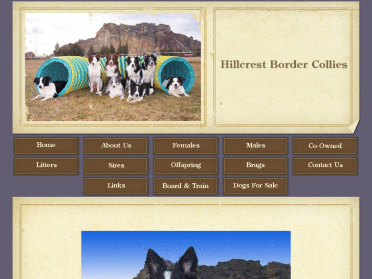 www.hillcrestbordercollies.com