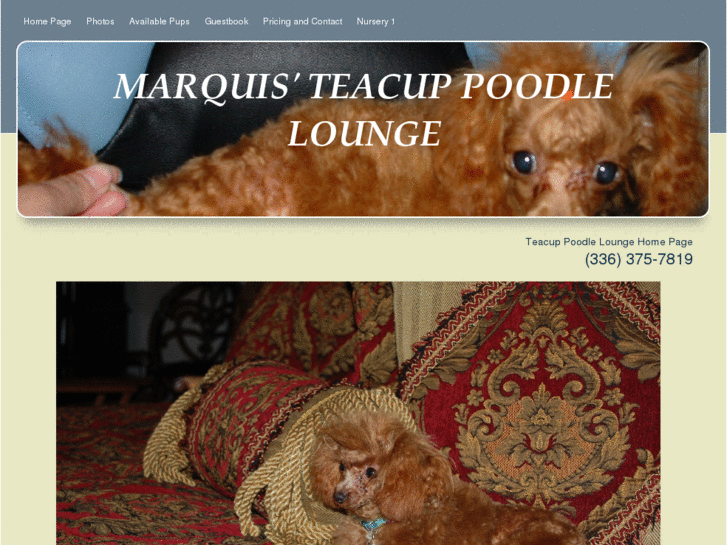 www.teacuppoodlelounge.com