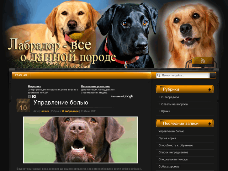 www.alllabrador.com