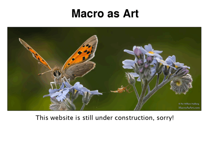 www.macroasart.com