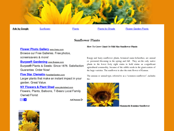 www.sunflowerplants.net