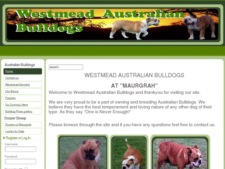 www.westmeadaustralianbulldogs.net