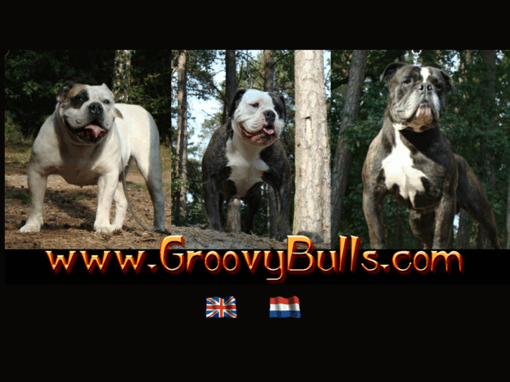 www.groovybulls.com