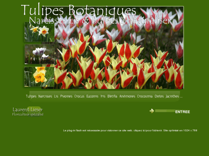 www.tulipes-botaniques.fr