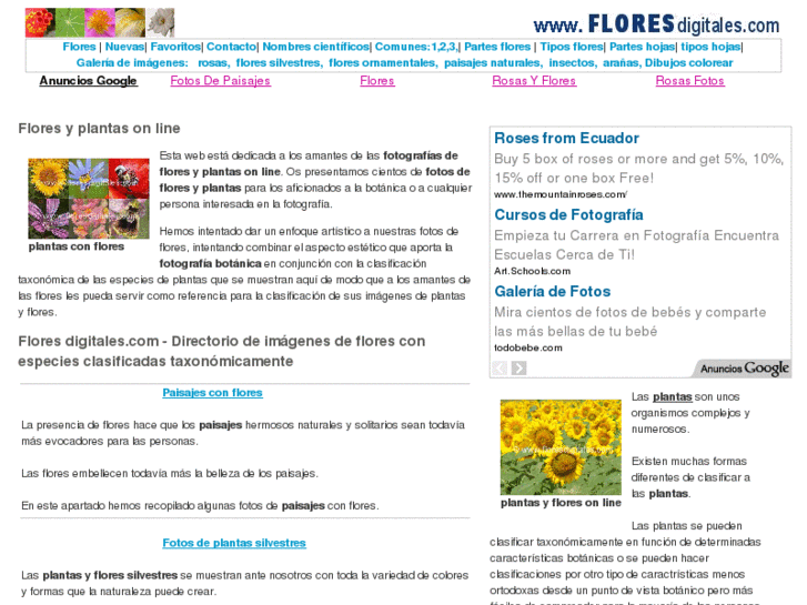 www.floresdigitales.com