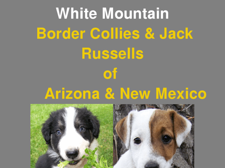 www.whitemountainpuppies.com