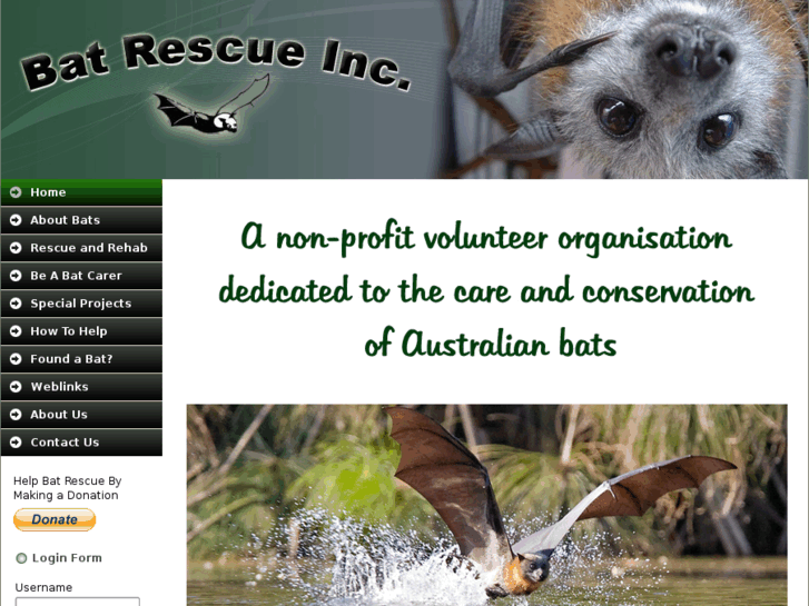 www.batrescue.org.au