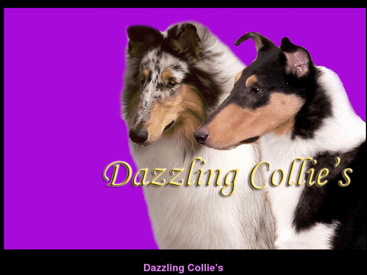 www.dazzlingcollies.com