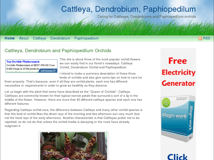 www.cattleya-dendrobium-paphiopedilum.com