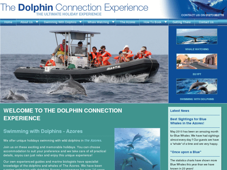 www.dolphinconnectionexperience.com