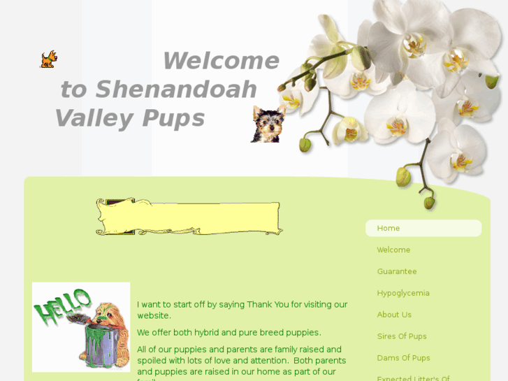 www.shenandoahvalleypups.com