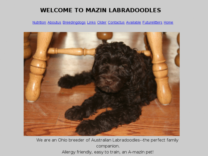 www.mazinlabradoodles.com