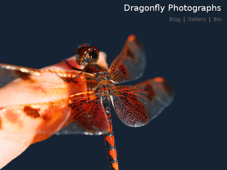 www.dragonflyphotographs.com