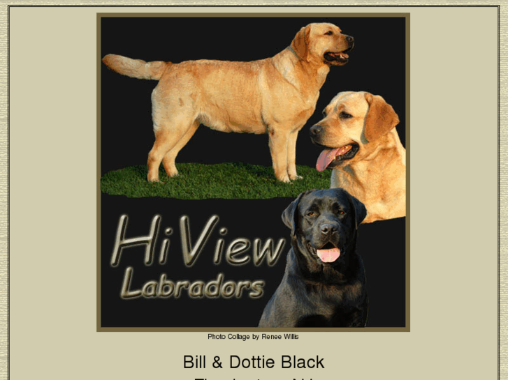 www.hiviewlabradors.com