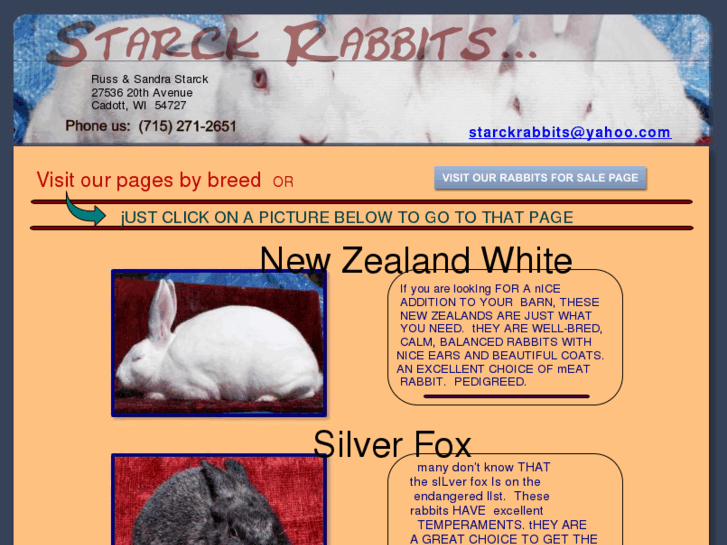 www.starckrabbits.com