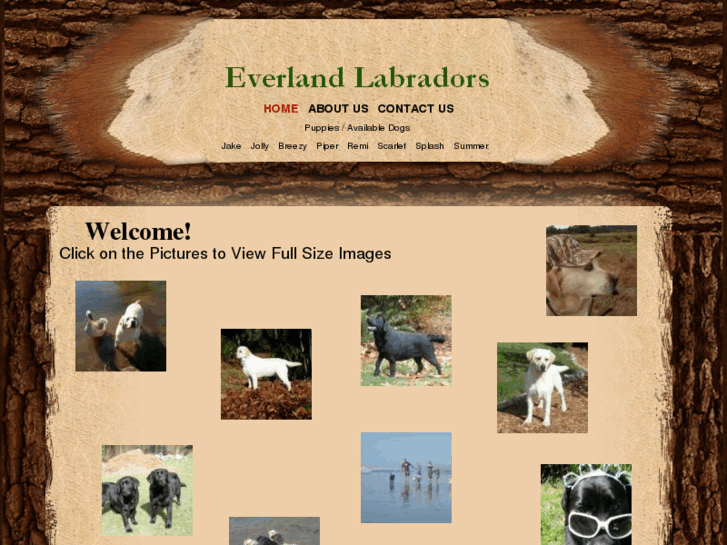 www.everlandlabradors.com