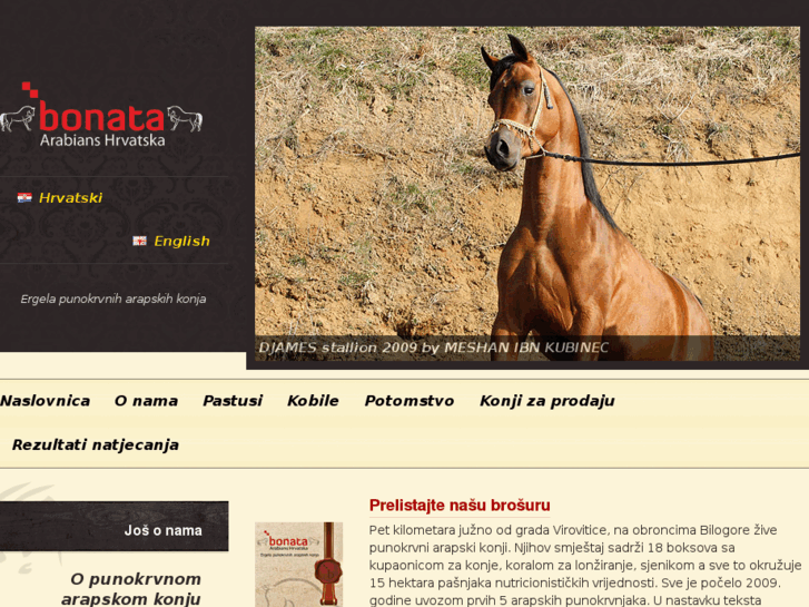 www.bonata-arabians.com