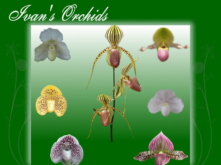 www.ivanorchids.com.au