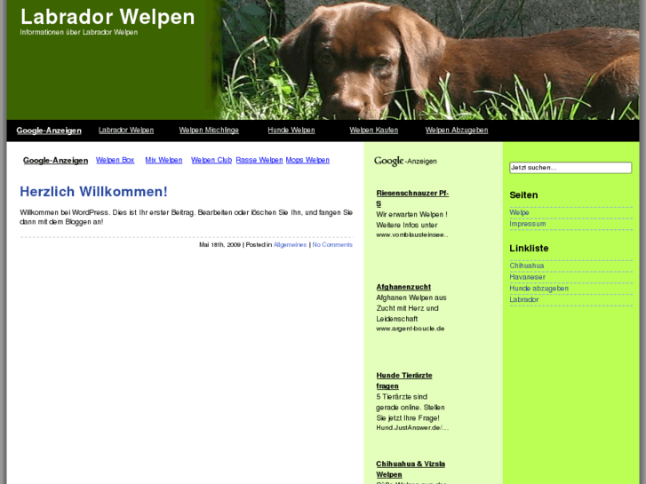 www.labrador-welpen.com