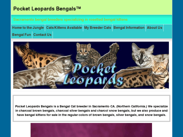 www.littleleopardcats.com